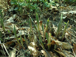 Image of largeflower bellwort