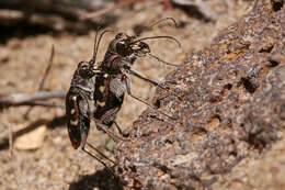 Plancia ëd Cicindela (Cicindela) limbalis Klug 1834