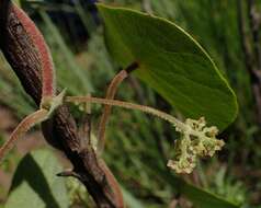 Image of Stephania abyssinica (Dill. & A. Rich.) Walp.