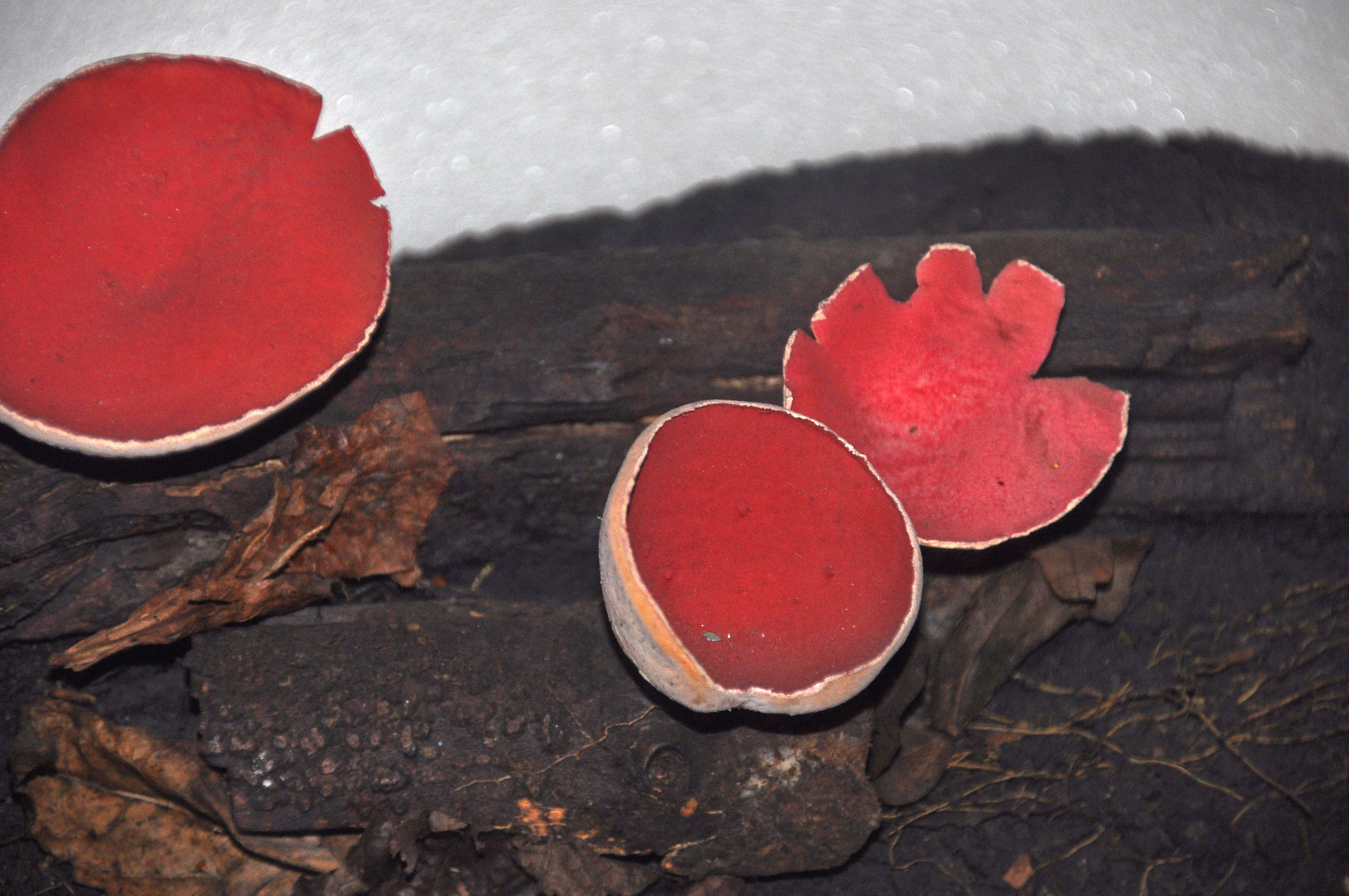 Image of Ruby elfcup