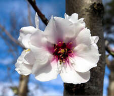 Plancia ëd Prunus subhirtella Miq.