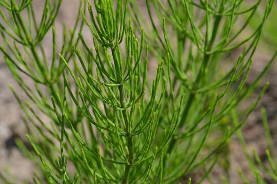 Image of field horsetail