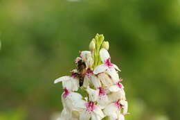 Pseuderanthemum maculatum (Lodd.) I. M. Turner resmi