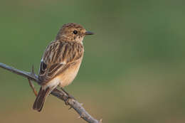 Image of Common Stonechat