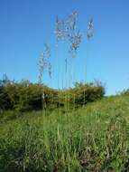 Image of oatgrass