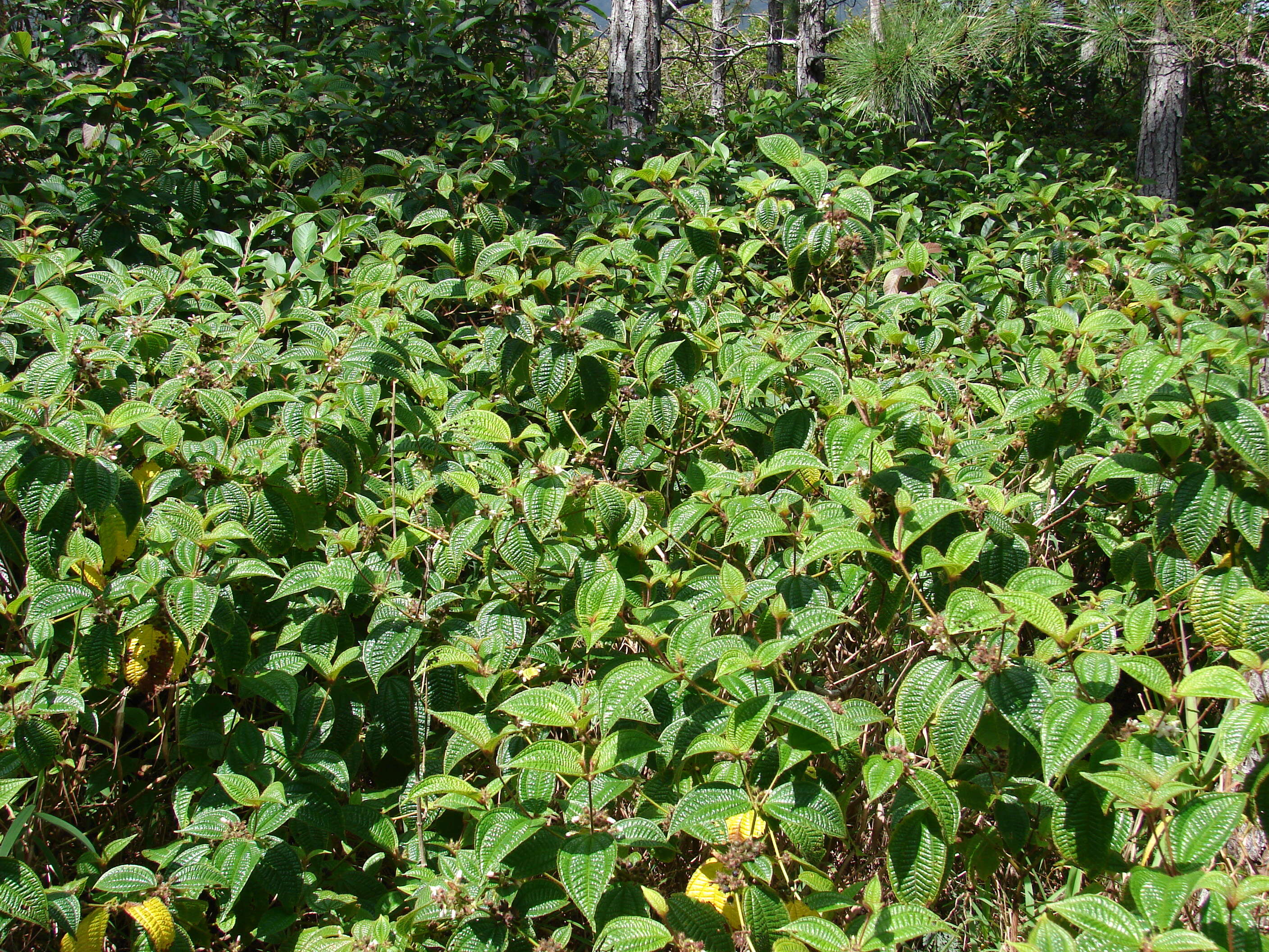 Image of soapbush