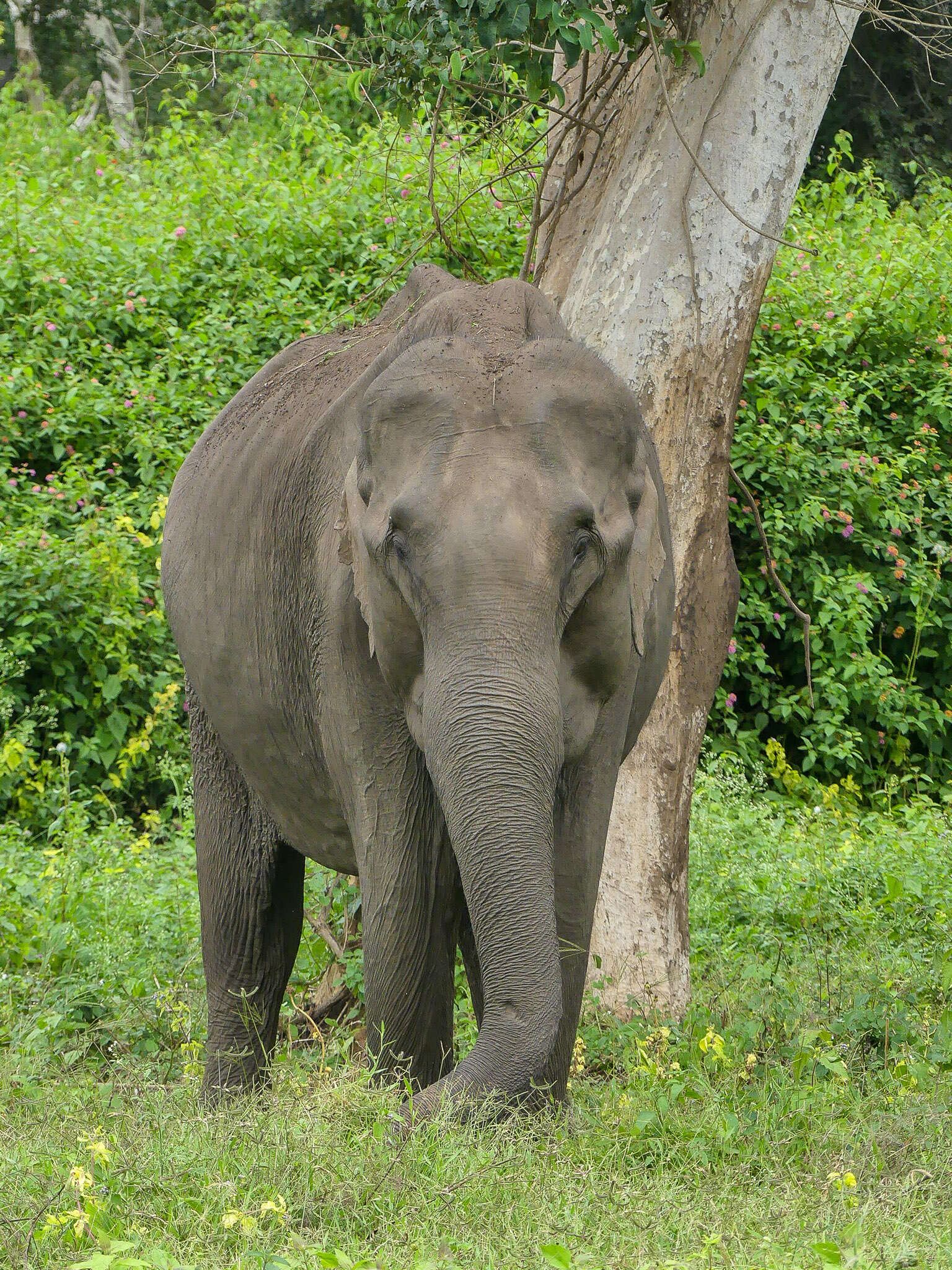 Image of Elephas Linnaeus 1758