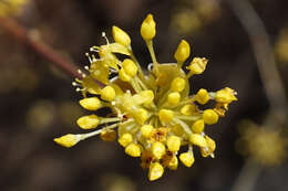 Plancia ëd Cornus officinalis Siebold & Zucc.