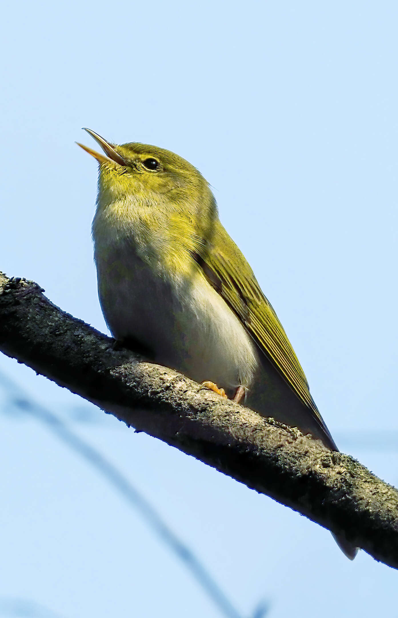 Image of Wood Warbler