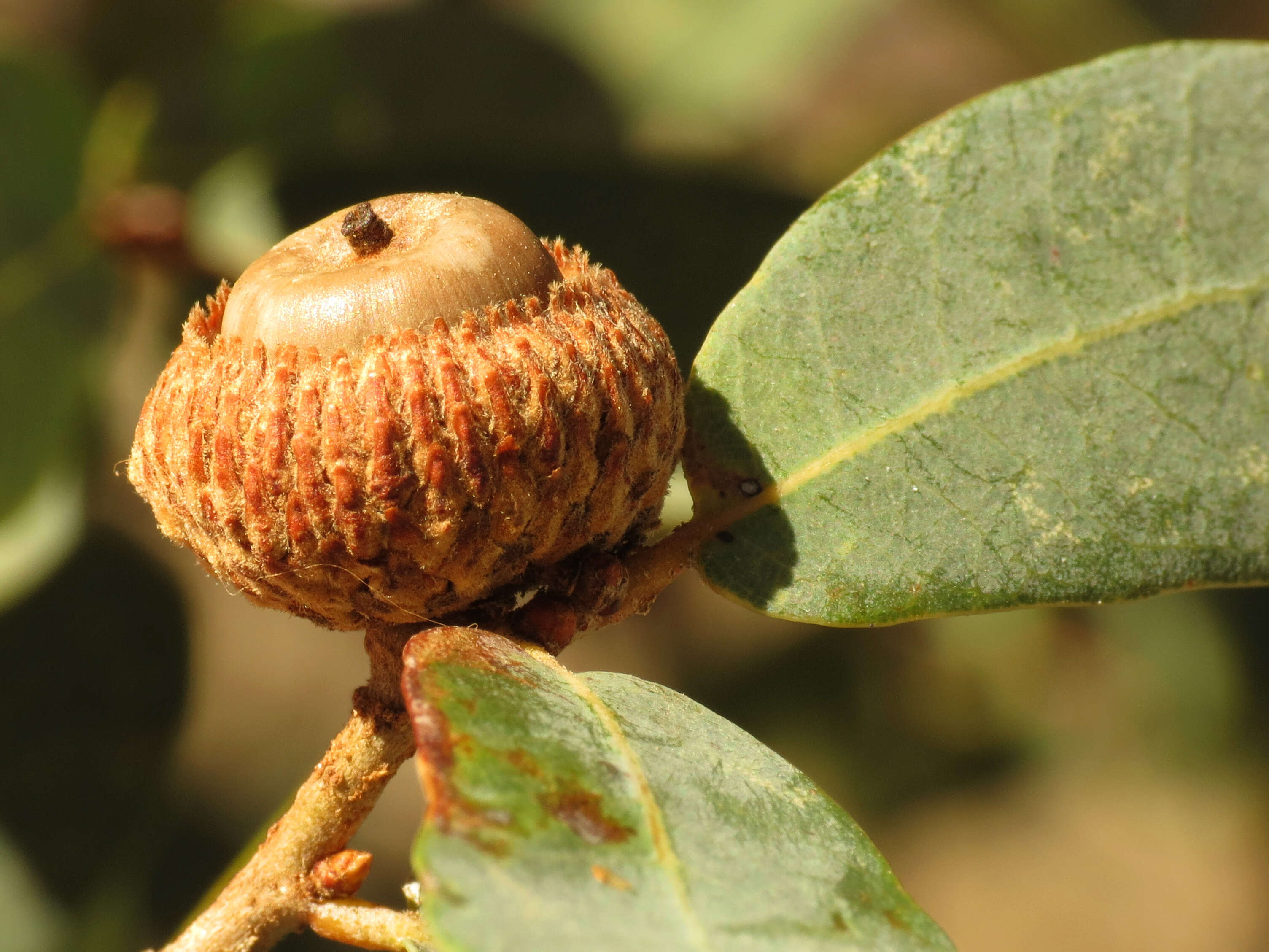 Image of Mexican Blue Oak