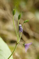 Image of Soldanella villosa Labarrère