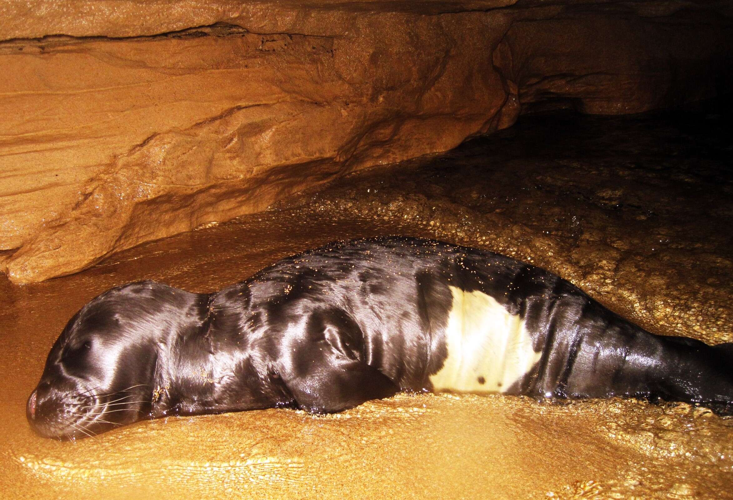 Image of Mediterranean Monk Seal