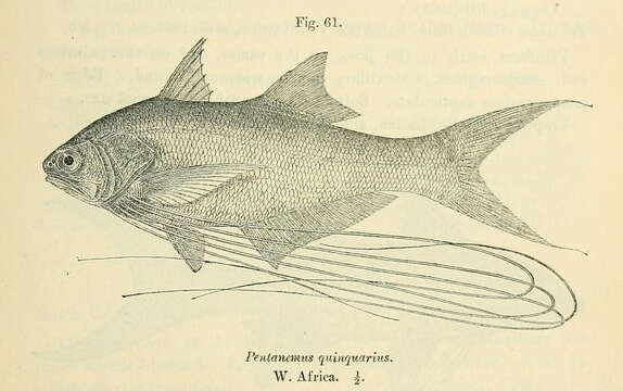 Image of Pentanemus