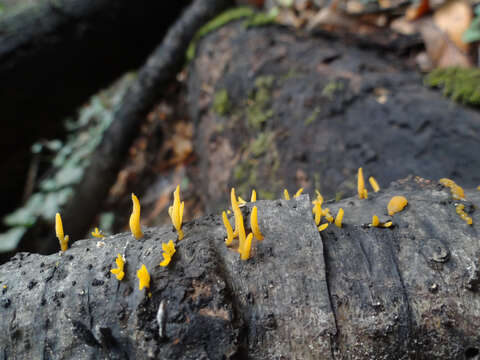 Image of Calocera cornea (Batsch) Fr. 1827