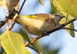 Imagem de Conopophila albogularis (Gould 1843)