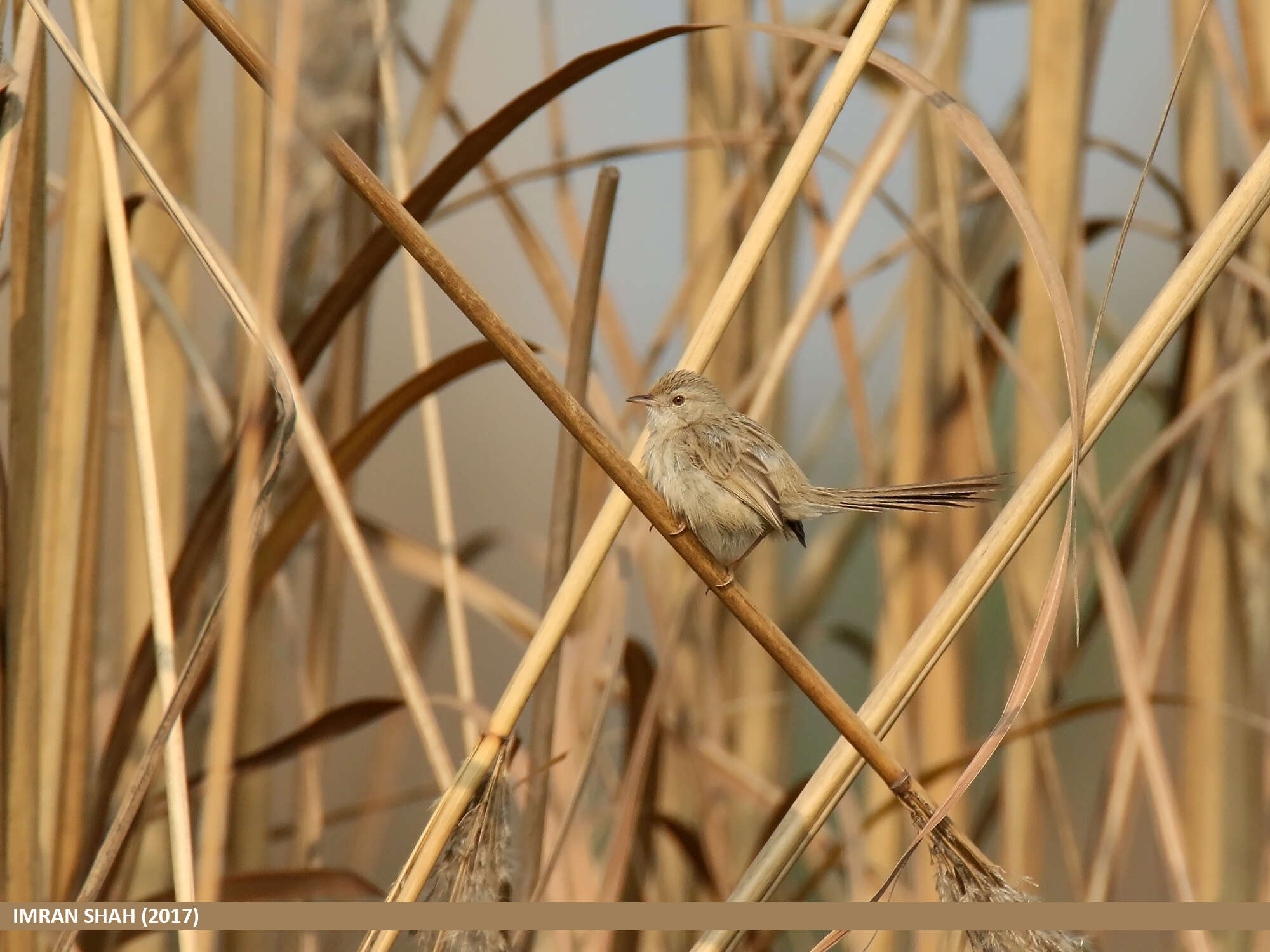 Image of Graceful Prinia