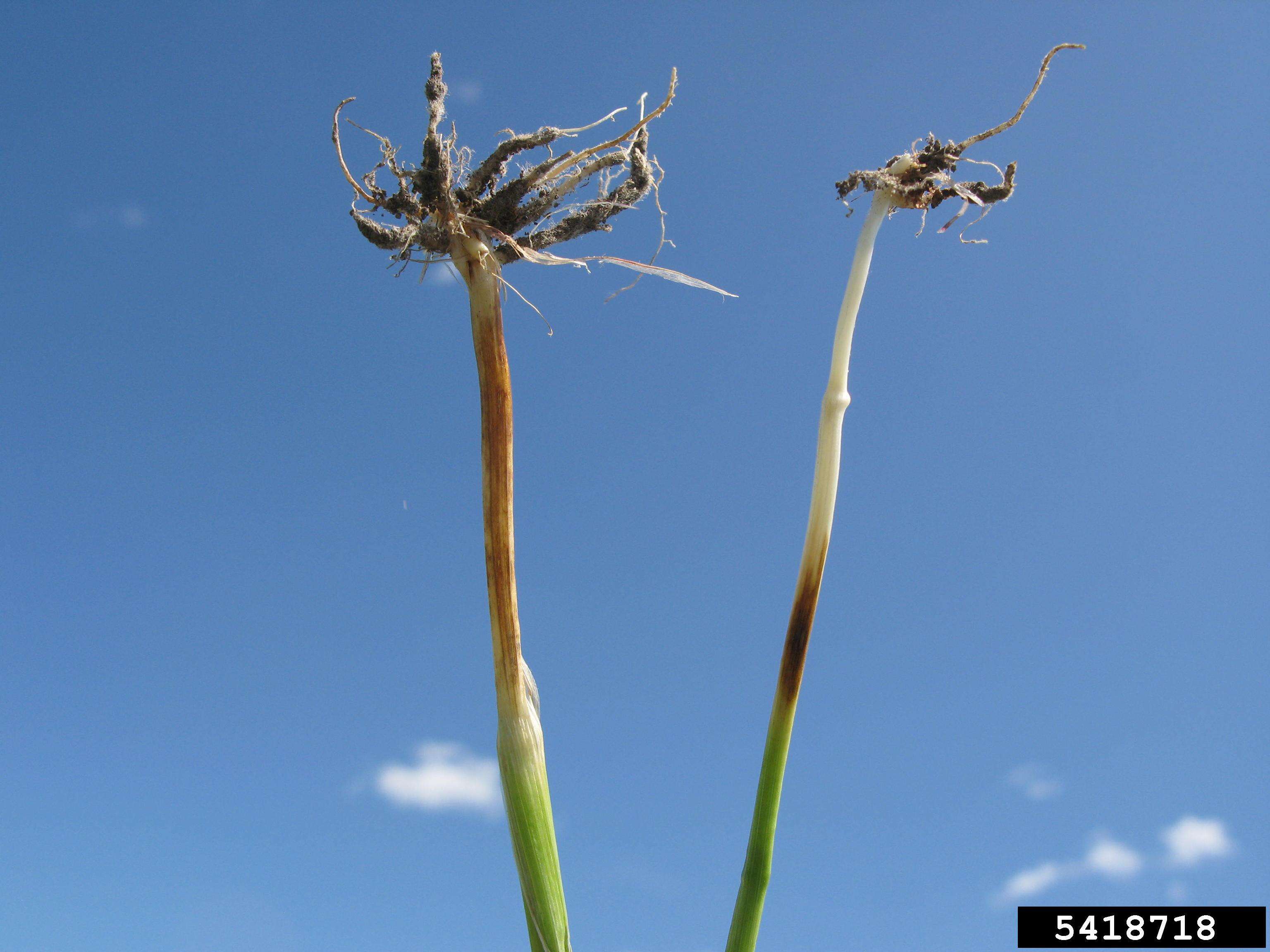 Imagem de Triticum aestivum L.