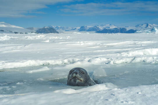 Image of Weddell seal