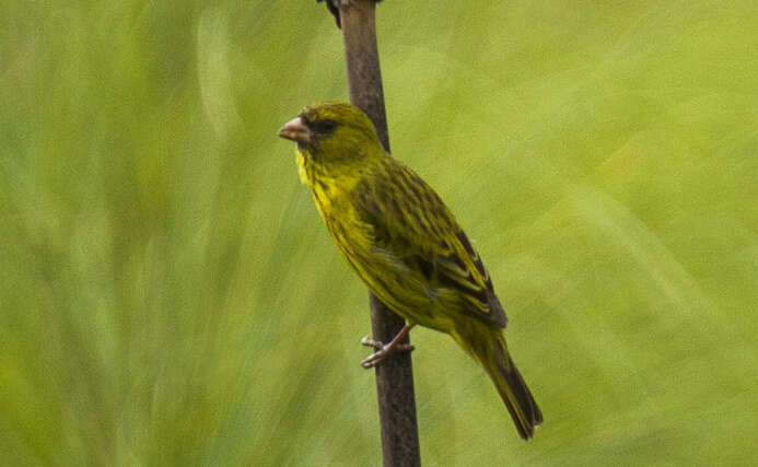 Image of Papyrus Canary