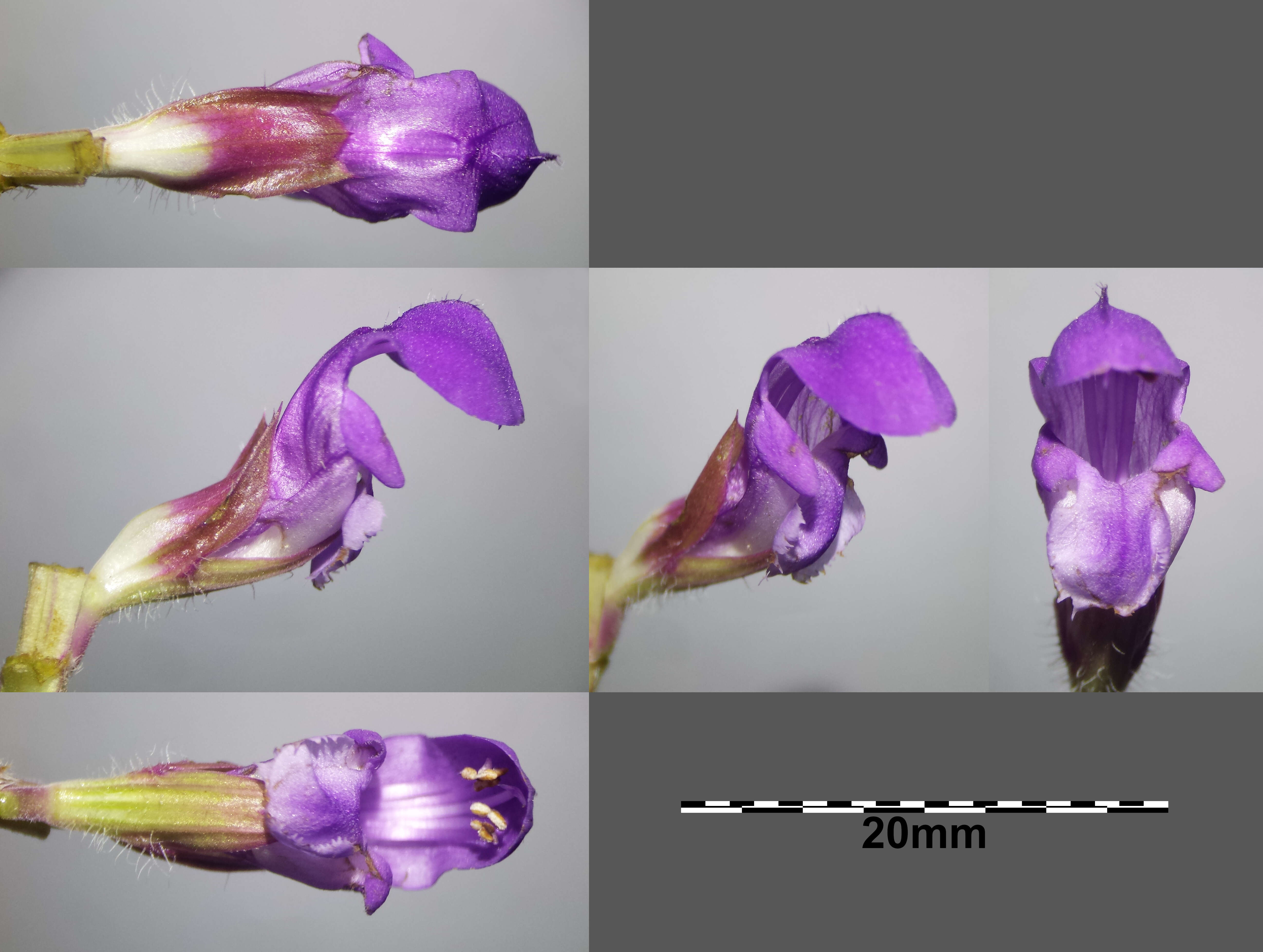 Image of large-flowered selfheal