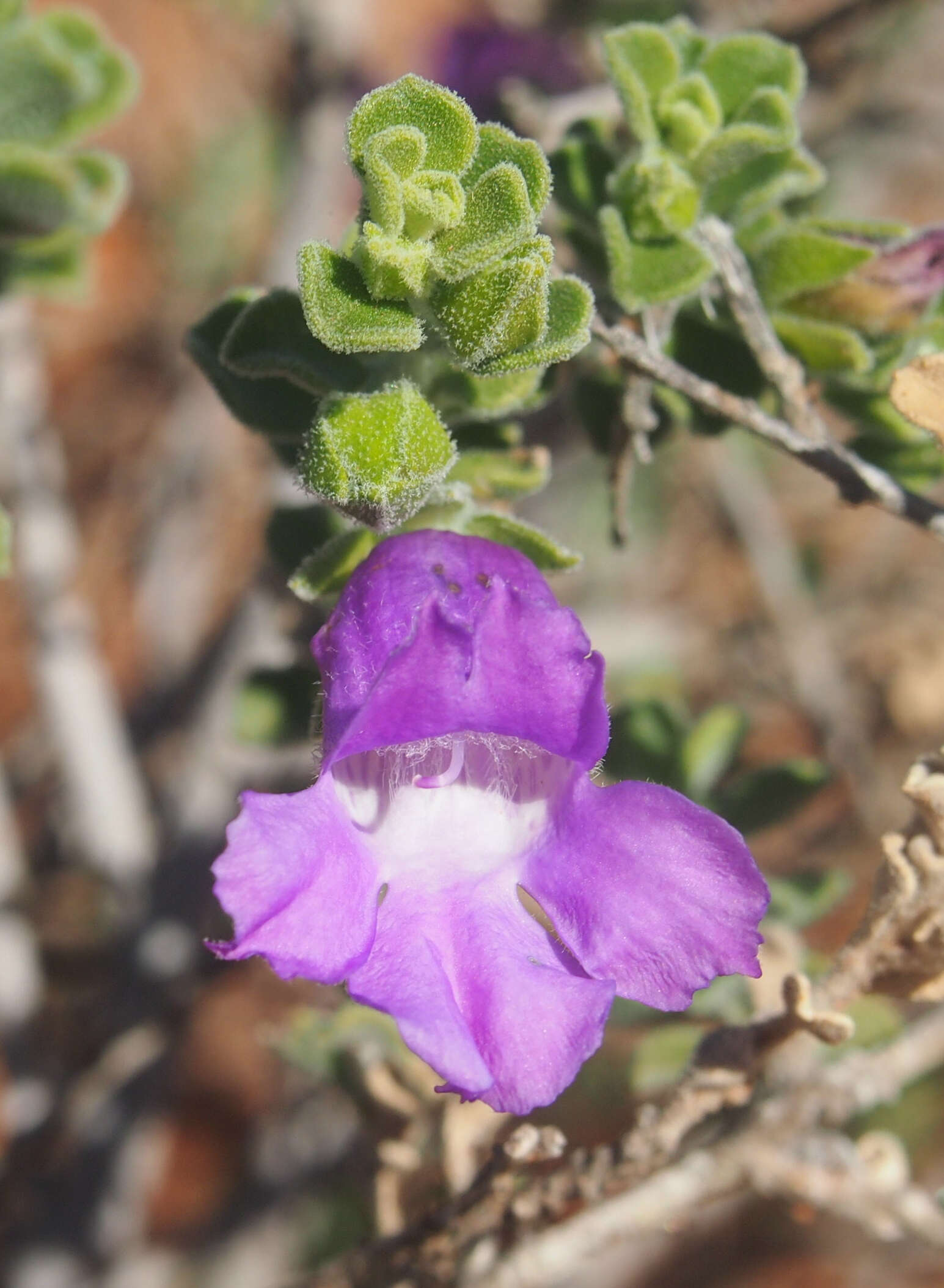 Imagem de Eremophila obovata L. S. Smith