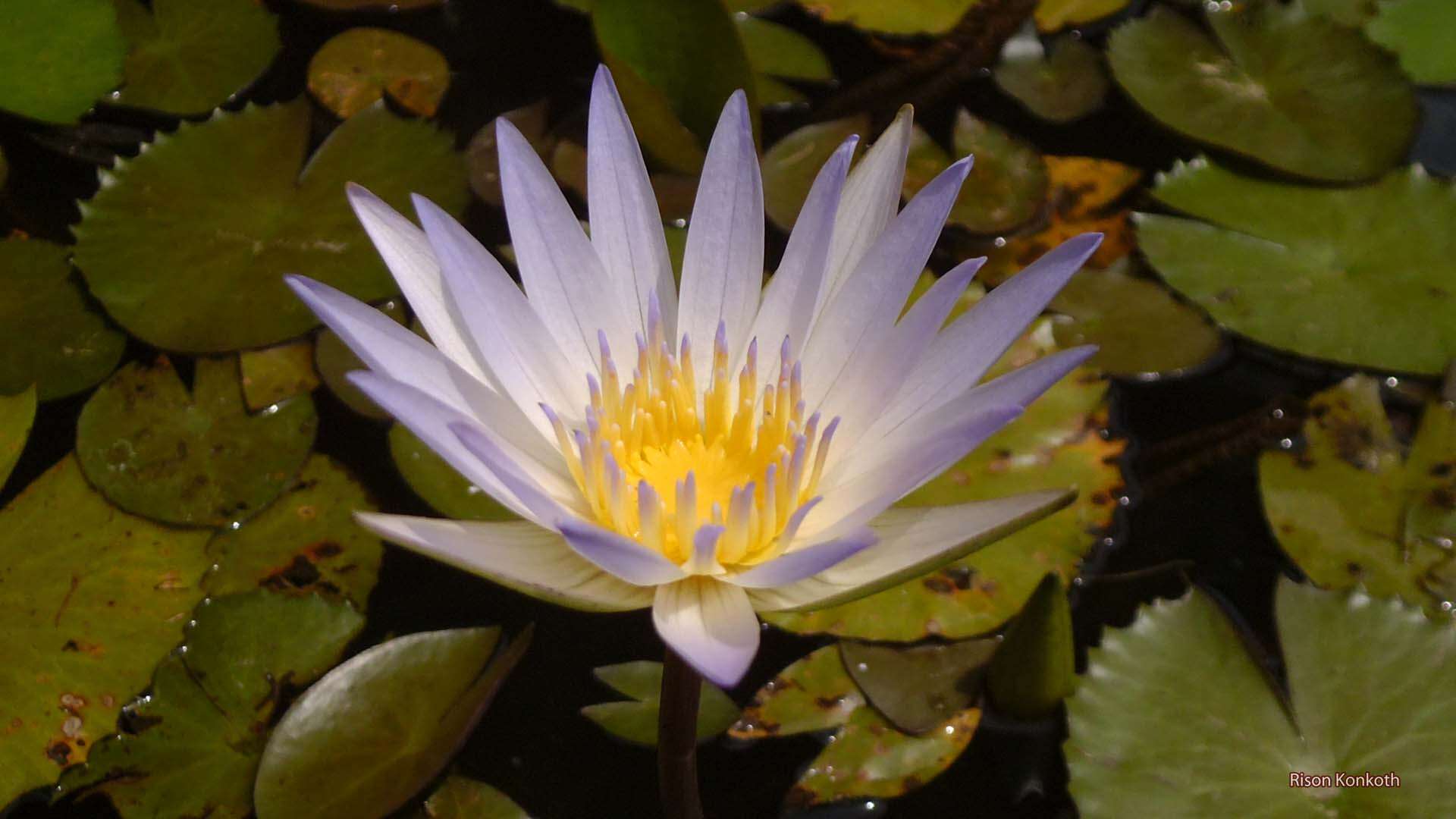 Image of waterlilies