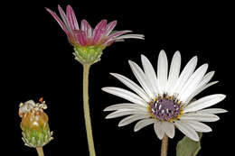 Image of Free State daisy