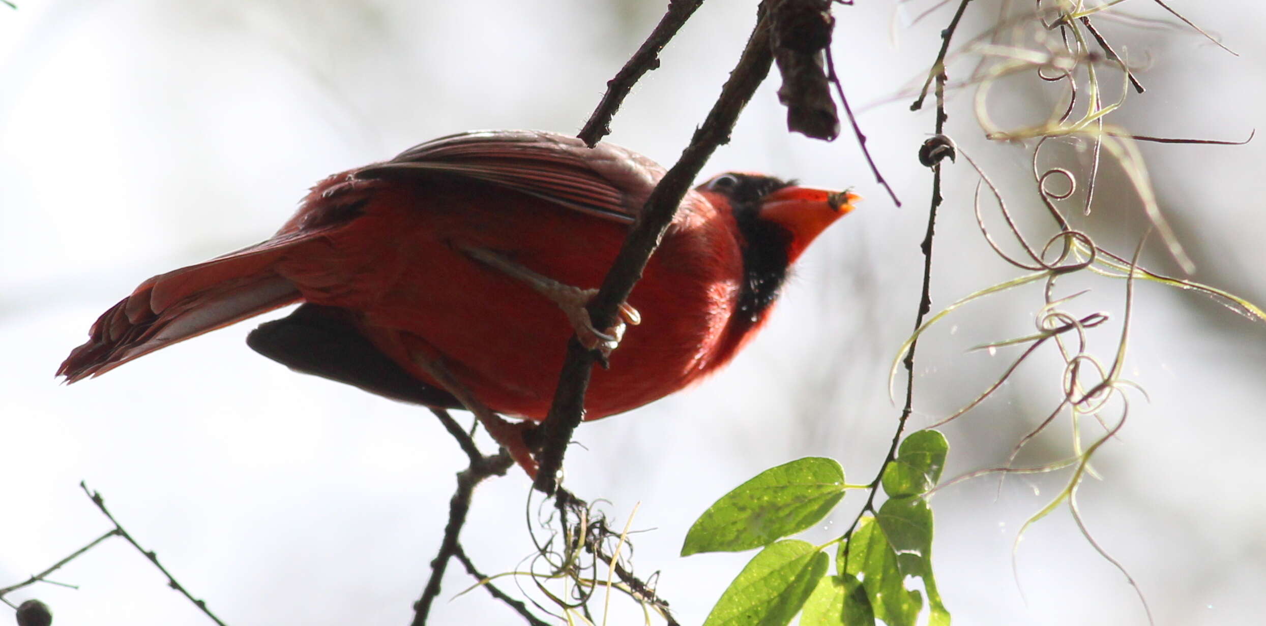 Image of Cardinalis Bonaparte 1838