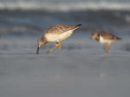 Image of Great Knot