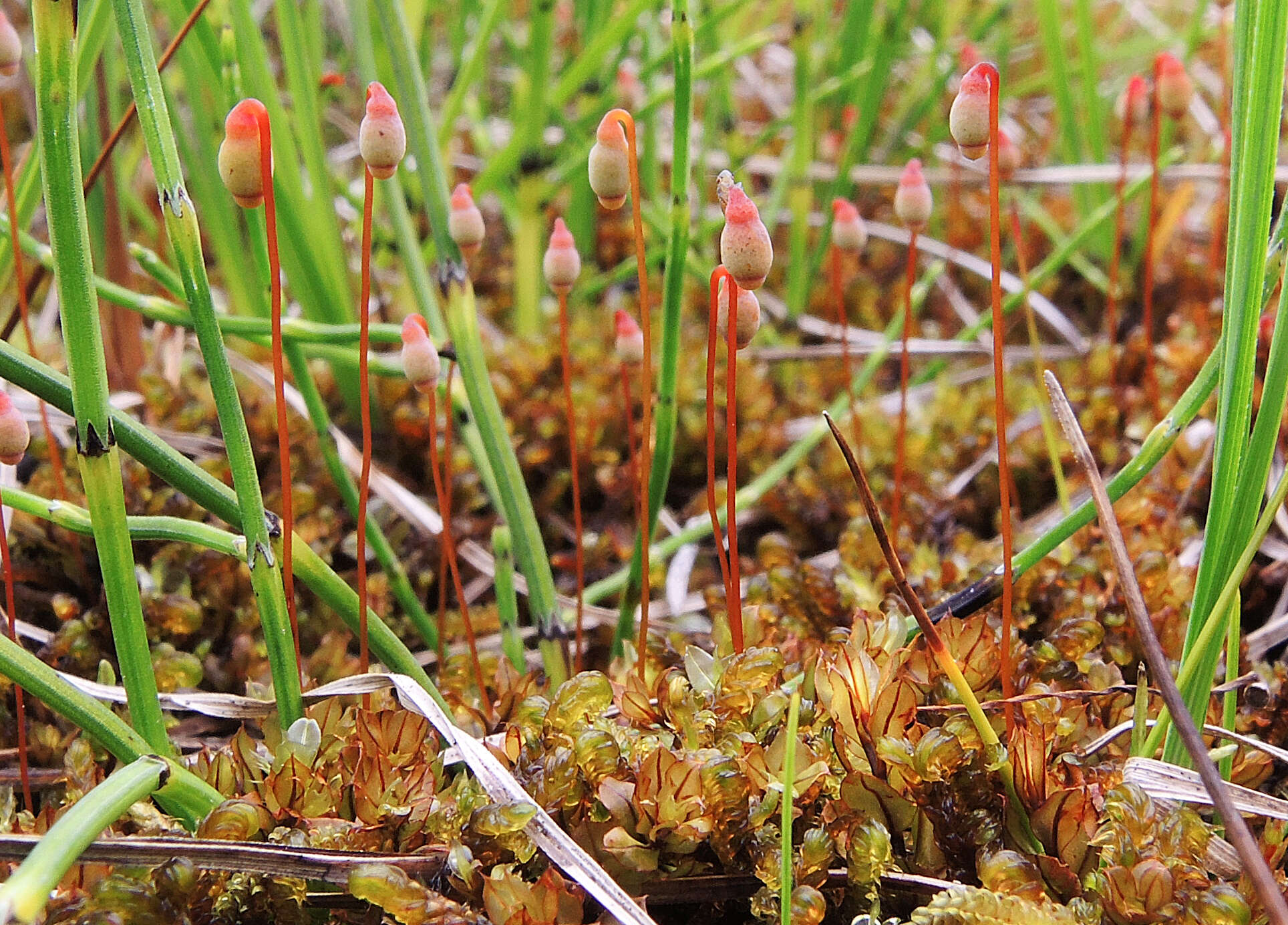 Image of cinclidium moss