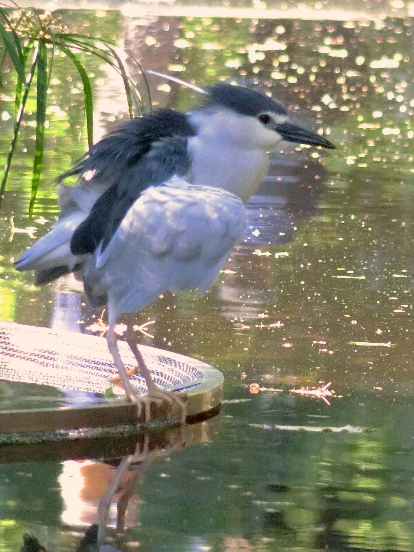 Image of Night Herons