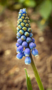 Image of Armenian grape hyacinth