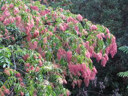 Sivun Terminalia myriocarpa Van Heurck & Müll. Arg. kuva