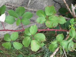 Image of Himalayan blackberry