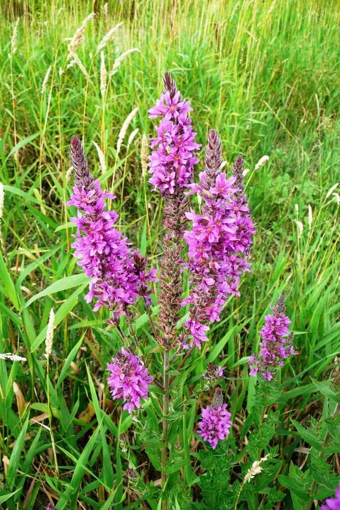 Plancia ëd Lythrum salicaria L.