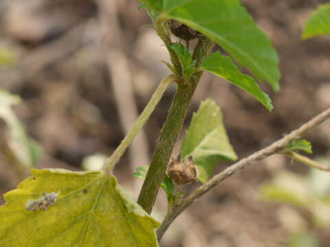 Image of threelobe false mallow