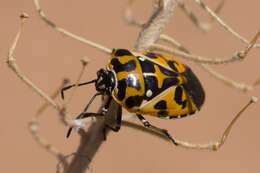 Image of Harlequin Bug