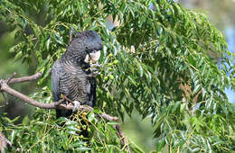 Image of Red-tailed Black-Cockatoo