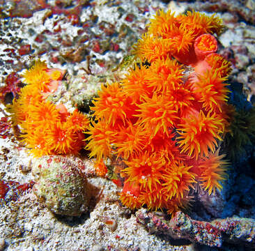 Image of Orange Turret Coral