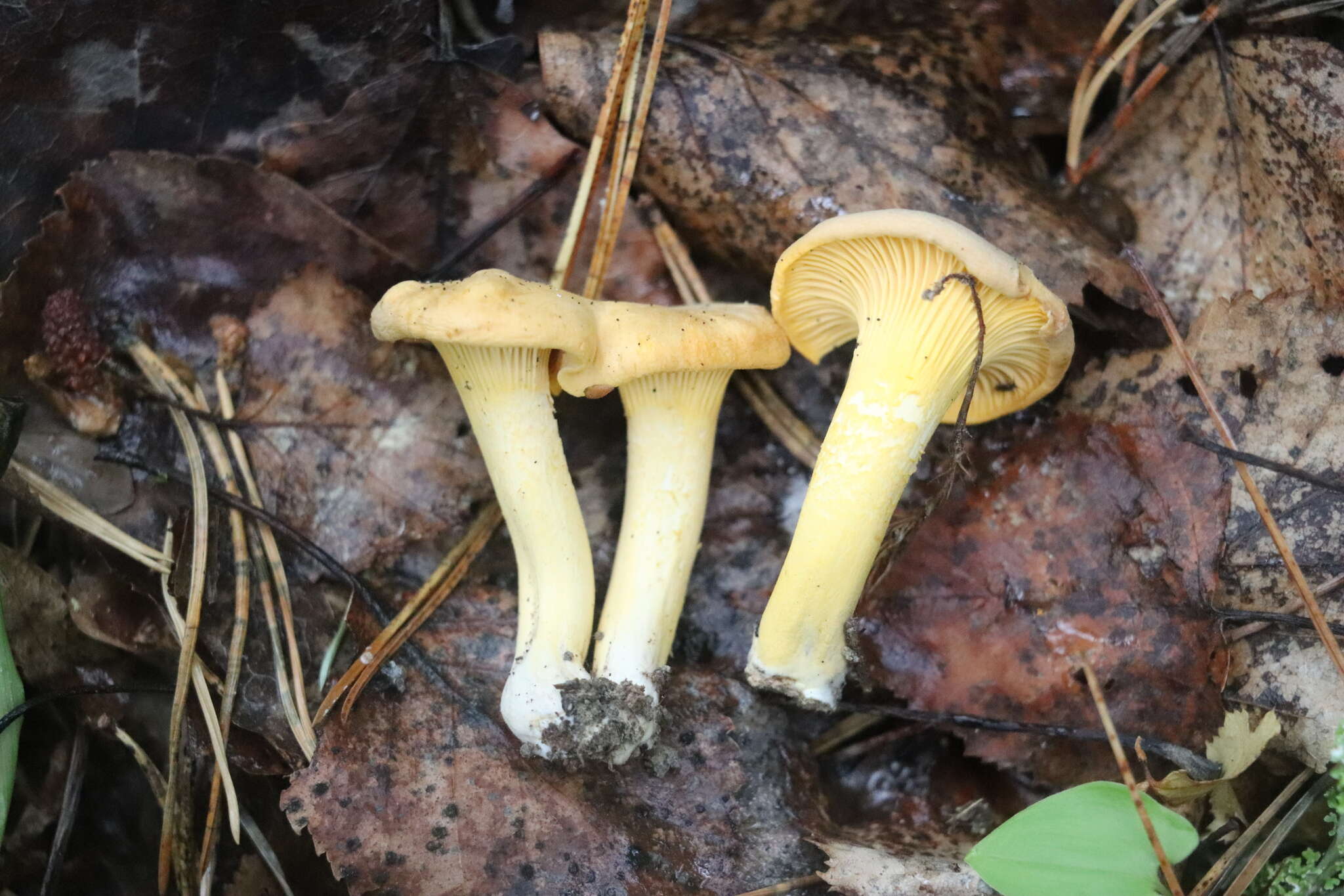 Image of Chanterelle