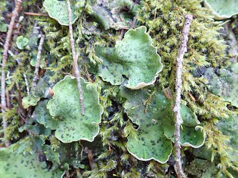 Image of British felt lichen