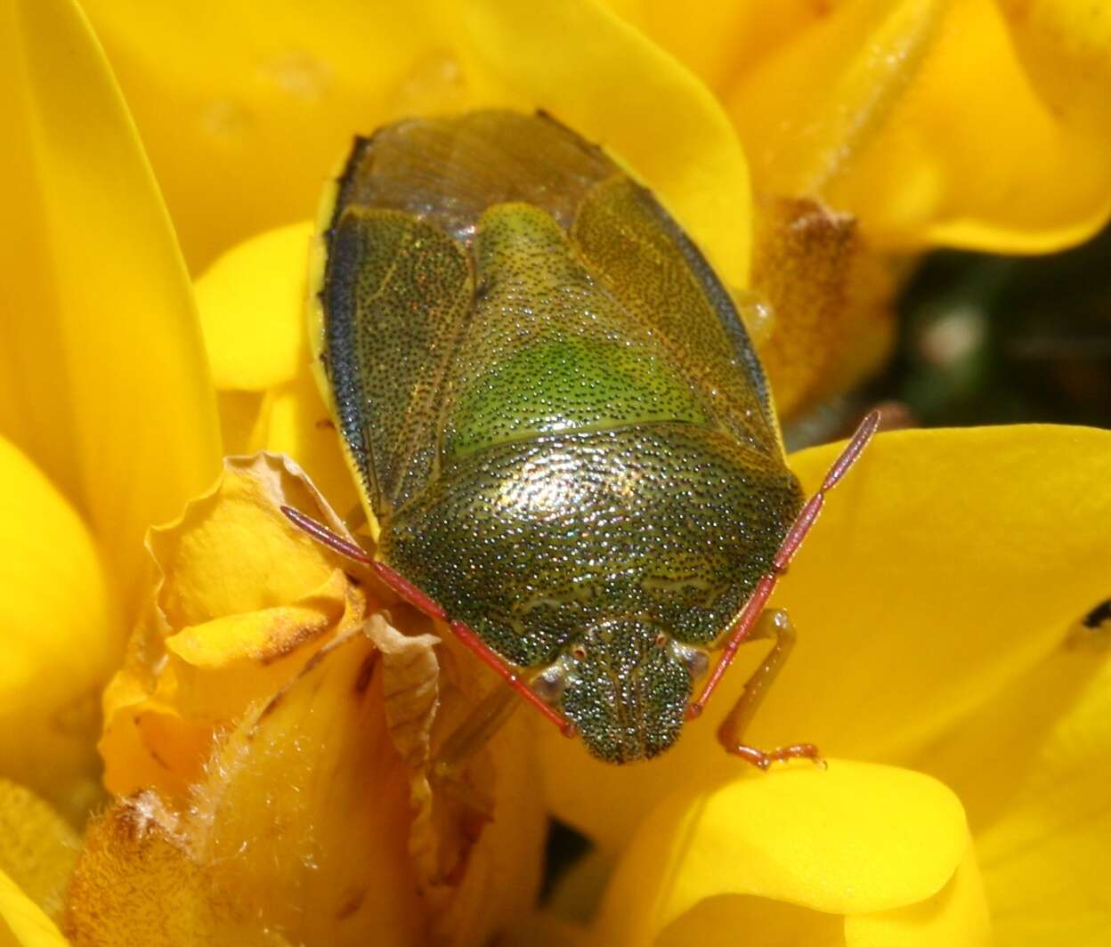 Image of Piezodorus lituratus (Fabricius 1794)