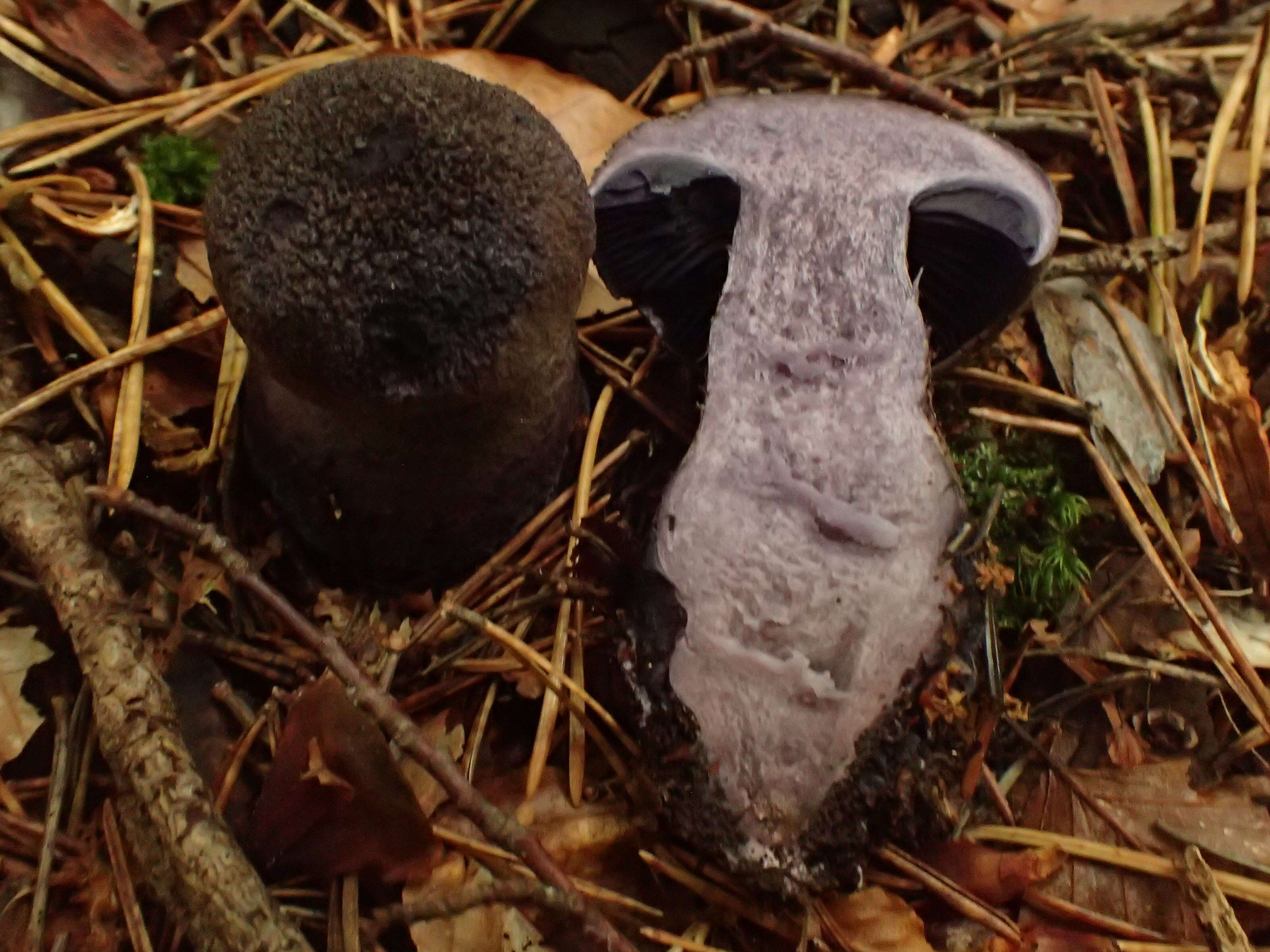 Image of Cortinarius violaceus (L.) Gray 1821