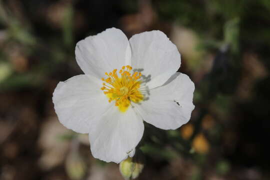 Image of White Rock-rose