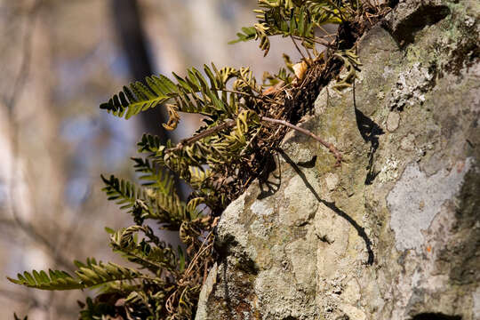 Image of resurrection fern