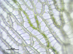 Sphagnum centrale C. E. O. Jensen 1896的圖片