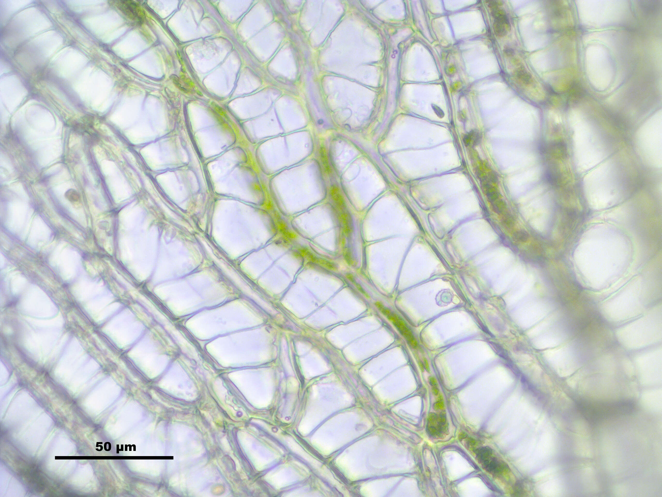 Sphagnum centrale C. E. O. Jensen 1896的圖片