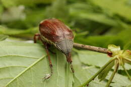 Image of Common cockchafer