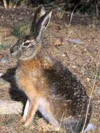 Image of Desert Hare