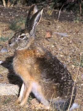 Lepus tibetanus Waterhouse 1841 resmi